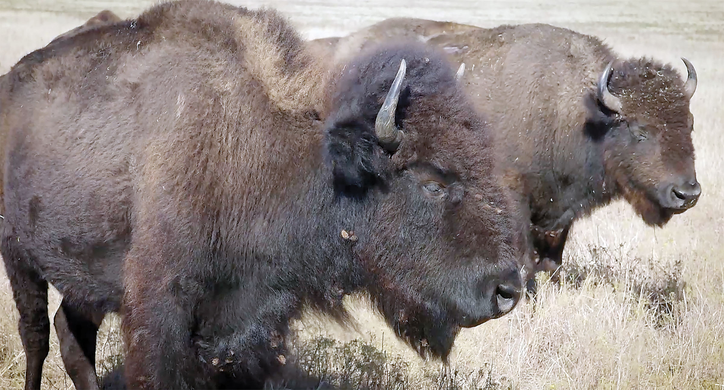 Indian Buffalo Management Act advances in Congress | El Reno Tribune