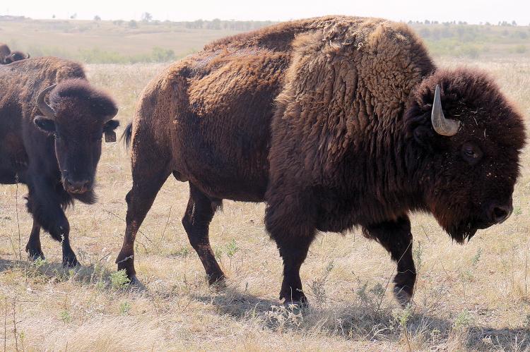 Hawk said at one time, more than 800 buffalo were grazing at Concho