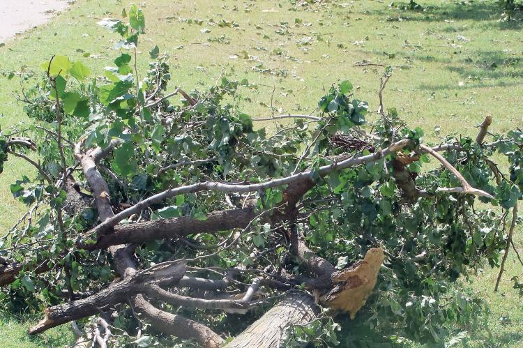 Some of the downed tree limbs and a pole from the storms