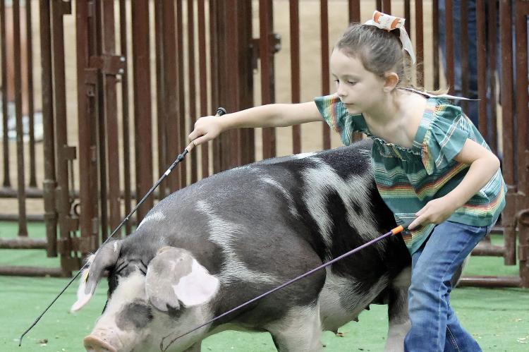 Kodie Stewart uses two whips to guide her spotted swine around the show ring