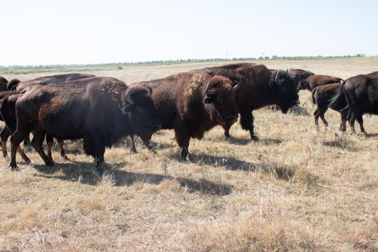 Climate and Concho_3