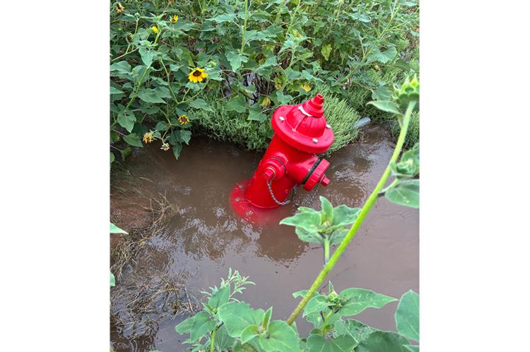 A private fire hydrant sits surrounded by standing water and heavy vegetation