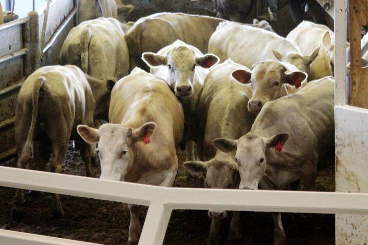 Cattle move into the auction area at OKC West