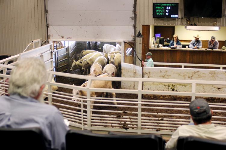 Attendees prepare to bid on cattle