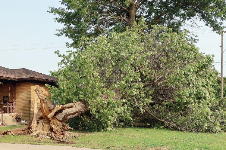 This tree on Reno Avenue was pulled out of the ground and snapped at the base