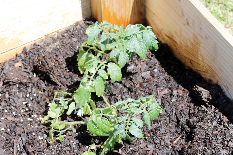 Tomato plants