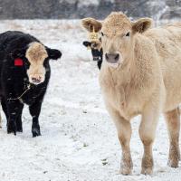 Cold stress in cattle increases body maintenance energy requirements