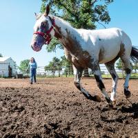 Horses can sweat as much as 2 1/2 to 3 gallons per hour
