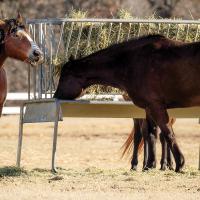 The old cliché saying hay is for horses has more than a grain of truth to it