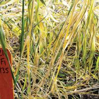 Checking for freeze-damaged wheat should be done in the proper time