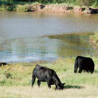 Algae is a normal part of ponds, but too much algae can be a bad thing