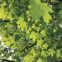 OSU researchers are exploring the potential of maple syrup production