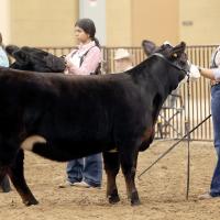 Yami Marquez (left) and Rylan Fleenor show in the cattle competition