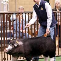 Kal LaFoe walks his gilt around the show ring