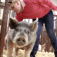 Merritt Major of Maple 4-H brushes her light cross entry