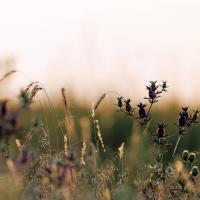 Oklahoma Grazing School valuable for new and experienced producers_story