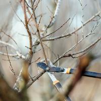Proper pruning positively impacts the health of trees, shrubs and vines