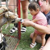 Marina Gaytan feeds some of the goats at the party
