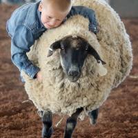 Kason Green hangs on tight to a sheep 