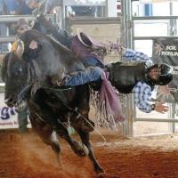 Dustin Ratchford gets thrown from a bull named Mossy Oak
