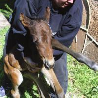 Tammy Garcia lifts the newborn Thoroughbred 