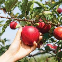 Apple tree