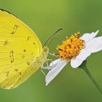 ITG column_butterfly