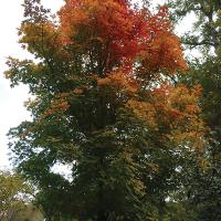 In the Garden_Caddo Maple