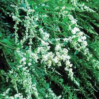 In the Garden_Pruning guidelines