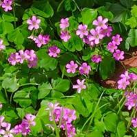 In the Garden_St. Patrick's Day