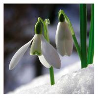 Plant bulbs