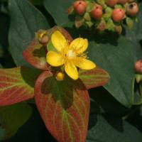 St. John’s Wort