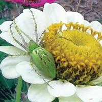 Photo of the lovely Lynx spider that resided on my zinnias