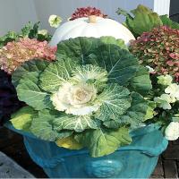 Cold weather plants