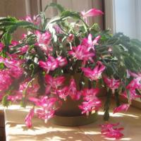 Christmas cactus