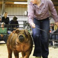 Bilderback shows her swine