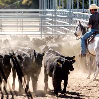 Cattle industry battling USDA in court over meat origins, price fixing_story