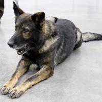 Bandit takes a break from his party to chew on his rubber ball