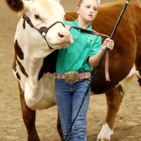 Charli Kinder keeps a firm grip on her heifer while showing to the judge