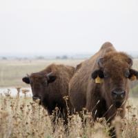 Bison in field