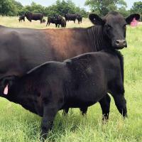 Black angus graze on the ranch operated by Scott Blubaugh