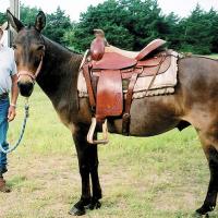 Earl Boyer_obituary