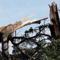 A tree cracked in half near its top under the weight of all the ice