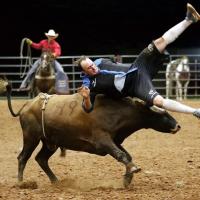 Don’t mess with the bull_1