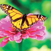 Planting ornamentals with vegetables helps attract more pollinators