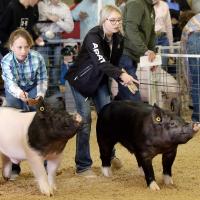 Meghan McCullough and Kaidence Keller (black jacket) show their pigs