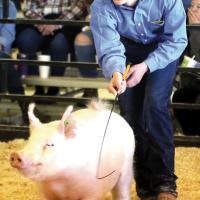 Brogan Lancaster guides his pig around the show ring