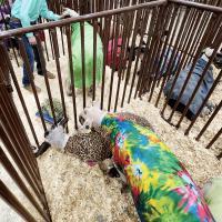 Callen Minyard feeds his sheep at the new Canadian County Expo Center