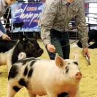 Carson Cooper walks his pig around the show ring