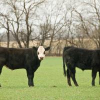 Dual-purpose graze-and-grain operations account for about half of the wheat acreage in Oklahoma